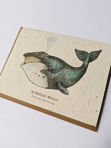 a plantable seed card - the card has a textured look from the seeds imbedded in the paper. There is a whale drawing on this one that says "Bowhead Whale - Balaena Mysticetus"